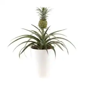 Ananas-Pflanze blumenshop.de, Corona im 15cm Topf