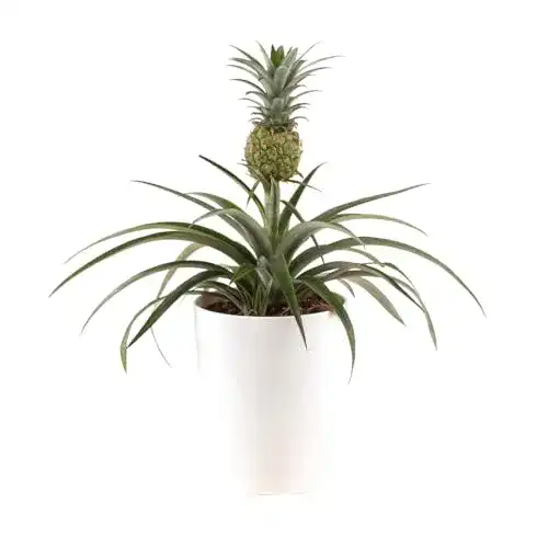 Ananas-Pflanze blumenshop.de, Corona im 15cm Topf