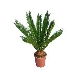 Cycas-Palme PflanzenFuchs Cycas revoluta, 60-80 cm
