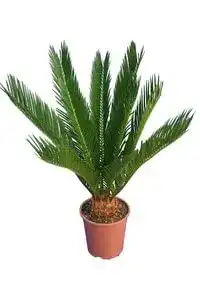 Cycas-Palme PflanzenFuchs Cycas revoluta, 60-80 cm