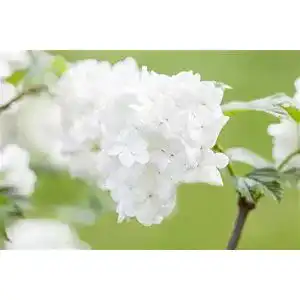 Schneeball-Pflanze PlantaPro Japananischer Schneeball 30-40cm