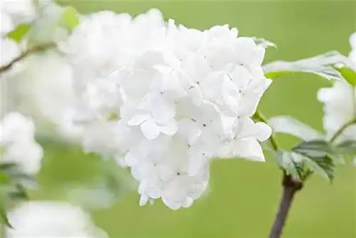 Schneeball-Pflanze PlantaPro Japananischer Schneeball 30-40cm