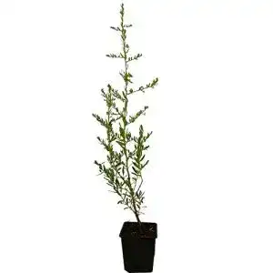 Sanddorn Seedeo ® Hippophae rhamnoides ca. 30-50 cm hoch