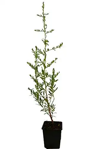 Sanddorn Seedeo ® Hippophae rhamnoides ca. 30-50 cm hoch