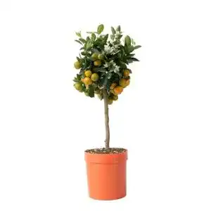 Zitruspflanzen Plant in a Box Citrus Calamondin