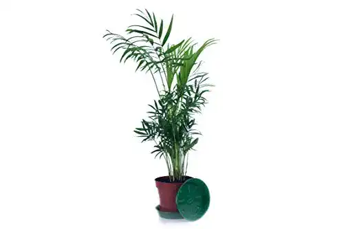 Die beste Goldfruchtpalme Pflanze Chamaedorea 1 Stück, vorgedüngt 2026 Test Bestseller Goldfruchtpalme Pflanze Chamaedorea 1 Stück, vorgedüngt