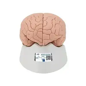 Gehirn-Modell 3B Scientific Menschliche Anatomie – Gehirnmodell