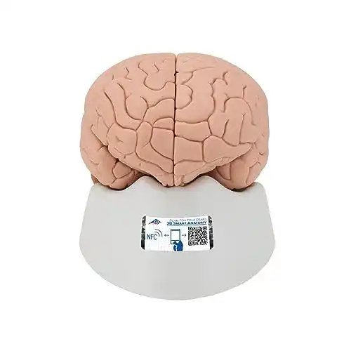 Gehirn-Modell 3B Scientific Menschliche Anatomie – Gehirnmodell