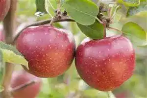 Apfelbaum Jonagold PlantaPro Apfelbaum 150-200cm im Topf