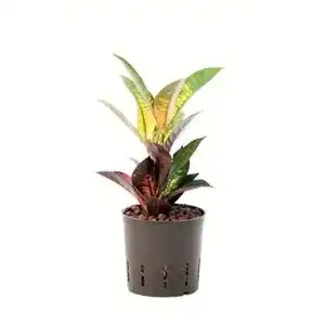 Kroton Redwood Service GmbH, Croton variegatum Iceton