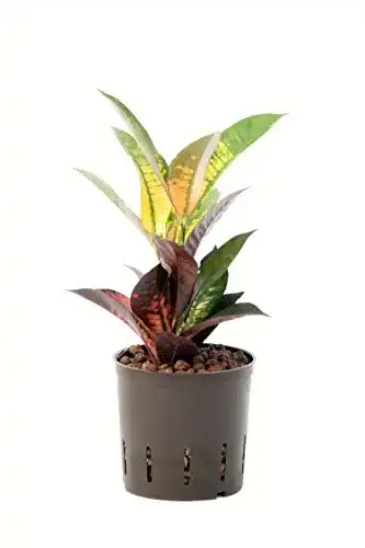 Kroton Redwood Service GmbH, Croton variegatum Iceton