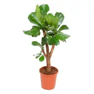 Geigenfeige botanicly Zimmerpflanze, Höhe: 110 cm