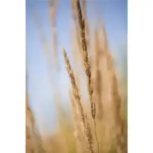 Reitgras Bamberger Staudengarten Strobler Calamagrostis