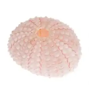 Seeigel-Skelett NaDeco Seeigel Gehäuse rosa klein 10 Stück