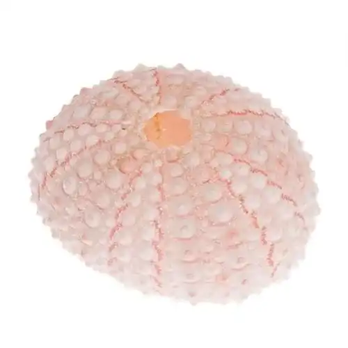 Seeigel-Skelett NaDeco Seeigel Gehäuse rosa klein 10 Stück