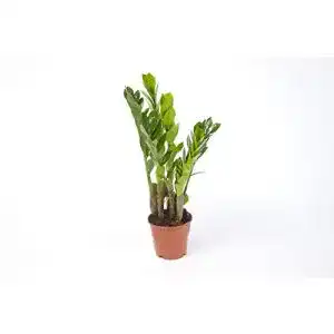 Glücksfeder Blumen Senf Zamioculcas Zamiifolia Zanzibar 40 cm