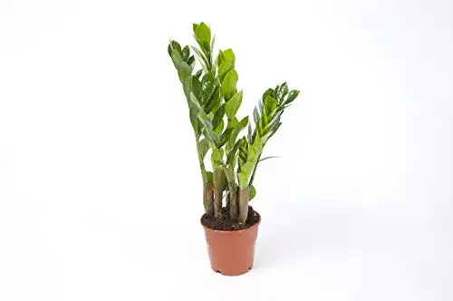 Glücksfeder Blumen Senf Zamioculcas Zamiifolia Zanzibar 40 cm