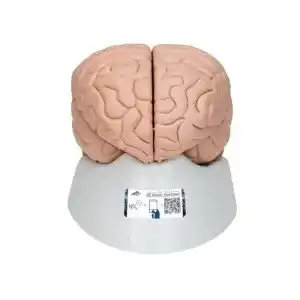 Gehirn-Modell 3B Scientific Menschliche Anatomie – Gehirnmodell