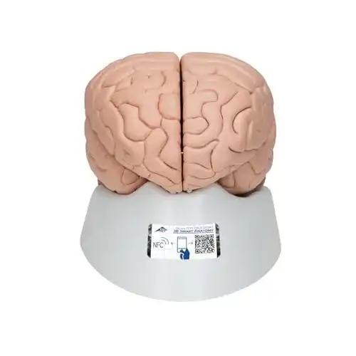 Gehirn-Modell 3B Scientific Menschliche Anatomie – Gehirnmodell