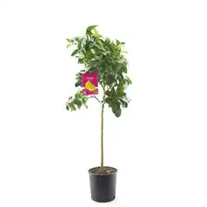 Zitruspflanzen Blumen-Senf Citrus limon lunario 140-170 cm