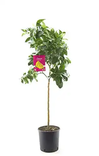 Zitruspflanzen Blumen-Senf Citrus limon lunario 140-170 cm