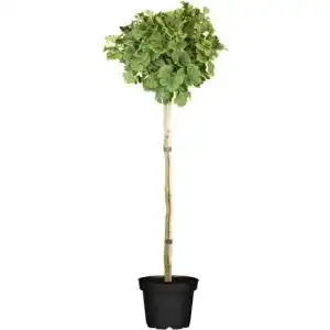 Ginkgobaum PlantaPro Fächerblattbaum Stämmchen Ginkgo