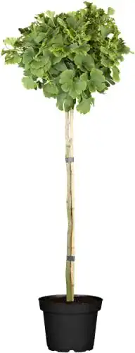 Ginkgobaum PlantaPro Fächerblattbaum Stämmchen Ginkgo