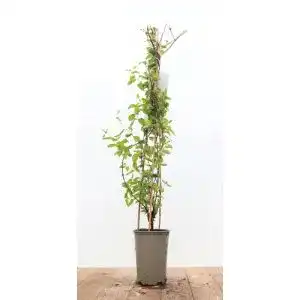Lonicera PlantaPro japonica ‘Halliana’ 2L 60-100 Gelbbunt