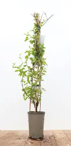 Lonicera PlantaPro japonica ‘Halliana’ 2L 60-100 Gelbbunt