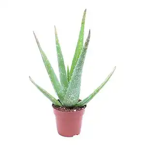 Aloe-vera-Pflanze BAKKER Aloe Vera Pflanze Höhe 25-30cm