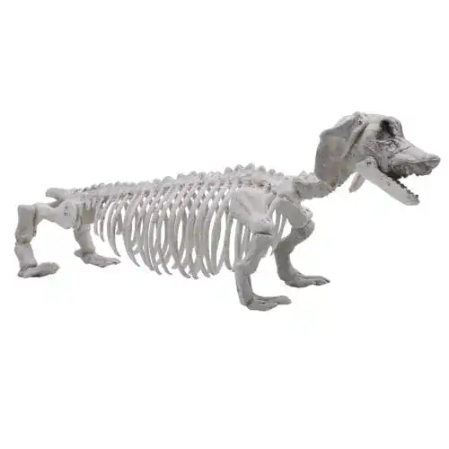 Hundeskelett JOYIN Halloween-Dekoration, 23″, Pose-N-Stay
