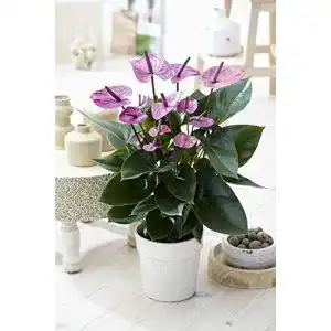 Exotische Blumen GardenersDream Tropische Lila Flamingo Blume