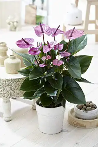 Flamingoblume GardenersDream Tropische Lila Flamingo Blume