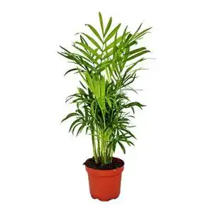 Bergpalme exotenherz Chamaedorea elegans, 12cm Topf