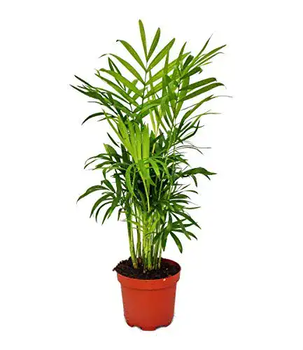 Bergpalme exotenherz Chamaedorea elegans, 12cm Topf