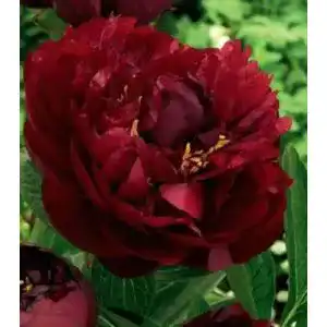 Pfingstrosen-Zwiebeln Blumenhandel Ullrich Buckey Belle