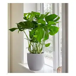 Monstera-Pflanze BALDUR Garten Monstera, 1 Pflanze