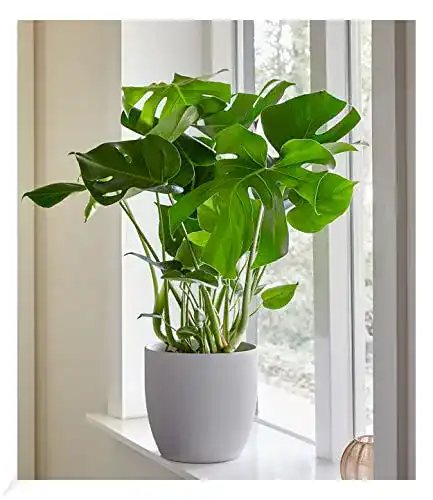 Monstera-Pflanze BALDUR Garten Monstera, 1 Pflanze