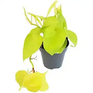 Philodendron scandens Fangblatt, Micans ‘Lime’ leuchtend