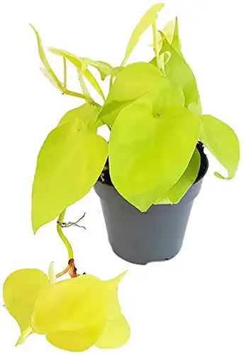Philodendron scandens Fangblatt, Micans ‘Lime’ leuchtend