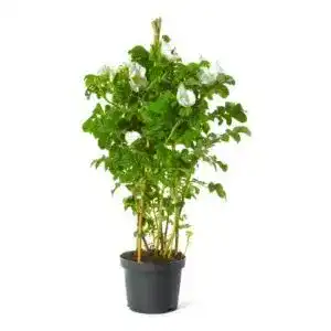 Kartoffelrose Müllers Grüner Garten Shop Weiße Apfelrose