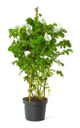 Kartoffelrose Müllers Grüner Garten Shop Weiße Apfelrose
