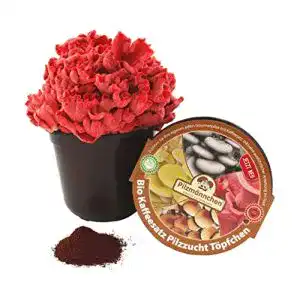 Pilzkultur Pilzmännchen Bio Rosenseitling Kaffeesatz Töpfchen