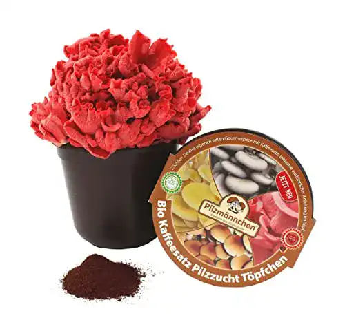 Pilzkultur Pilzmännchen Bio Rosenseitling Kaffeesatz Töpfchen