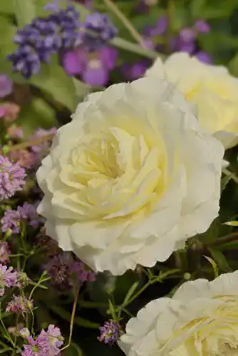 Zwergrose Rosen Union Zwergrose ‘Weißer Kobold’ (R)