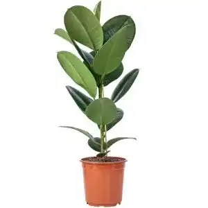 Gummibaum FLOWERBOX Ficus elastica ‘Robusta’ Höhe ca. 70 cm