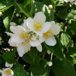Jasmin-Pflanze PlantaPro Duftjasmin Philadelphus Eretus