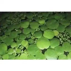 Froschbiss Mühlan Wasserpflanzen Mühlan – 10 als Schwimmpflanzen