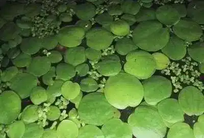 Froschbiss Mühlan Wasserpflanzen Mühlan – 10 als Schwimmpflanzen