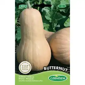 Kürbis-Samen Germisem Kürbis Butternut